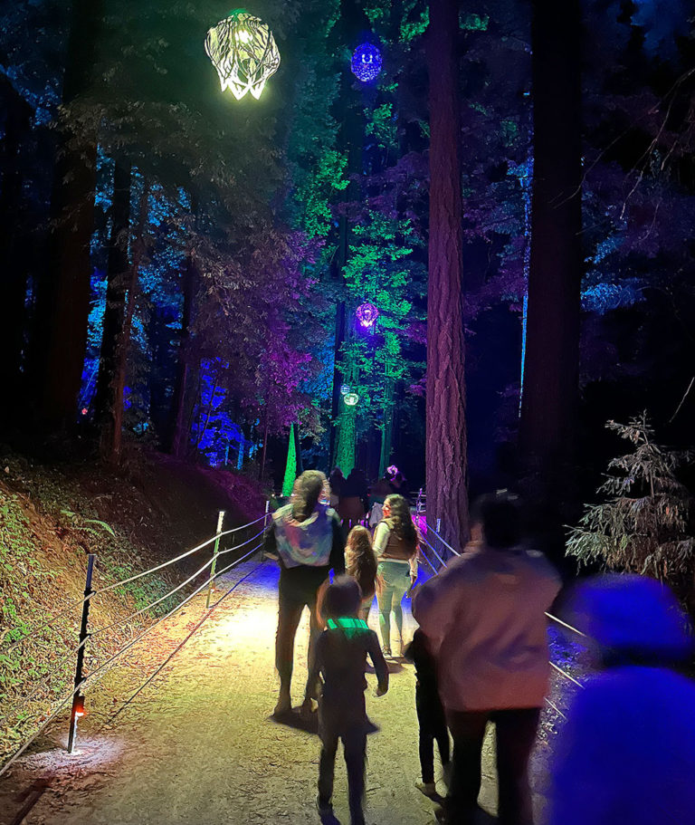 Roaring Camp’s Sequoias at Night Offer Colorful Strolls