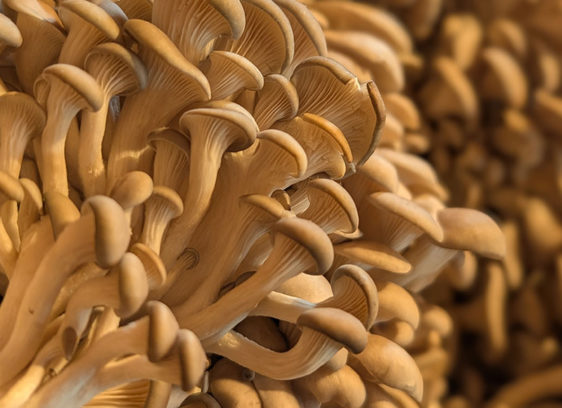 Thai to Keep Up Far West Fungi mushrooms