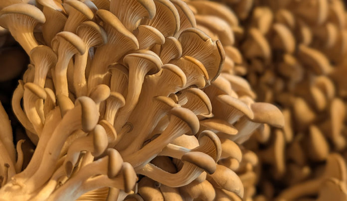 Thai to Keep Up Far West Fungi mushrooms