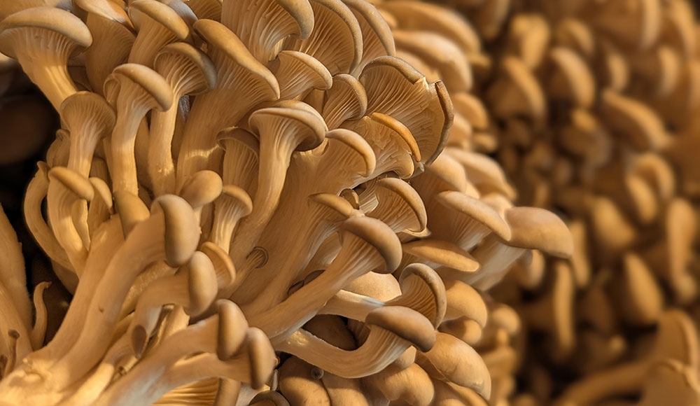 Far West Fungi mushrooms