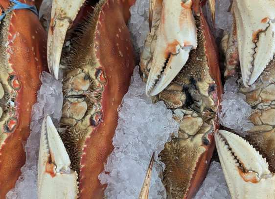 Crazy Currents A California Dungeness crab on ice