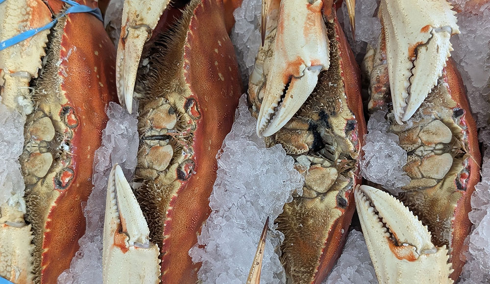 gtw2544_dining A California Dungeness crab on ice