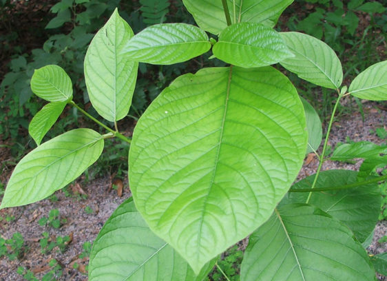 Supervisors Table Kratom Ban Plant with green leaves of different sizes