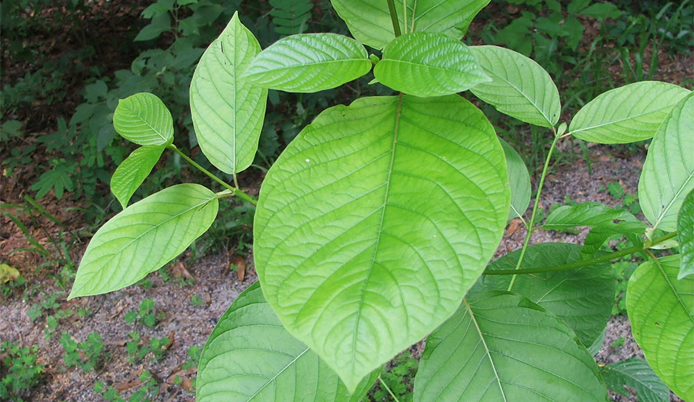 Kratom in p Plant with green leaves of different sizes