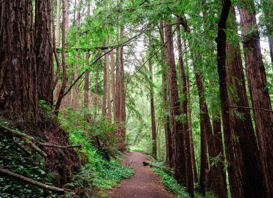 Hug a Tree. Really. Redwood Reflection Trail at Chaminade Resort & Spa