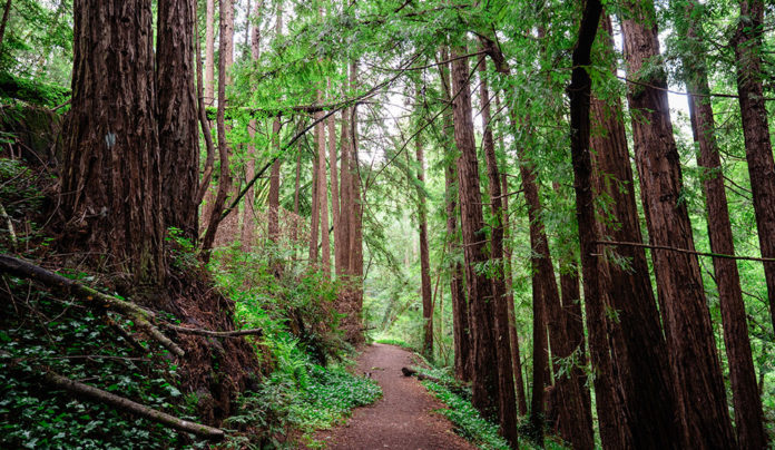 Hug a Tree. Really. Redwood Reflection Trail at Chaminade Resort & Spa