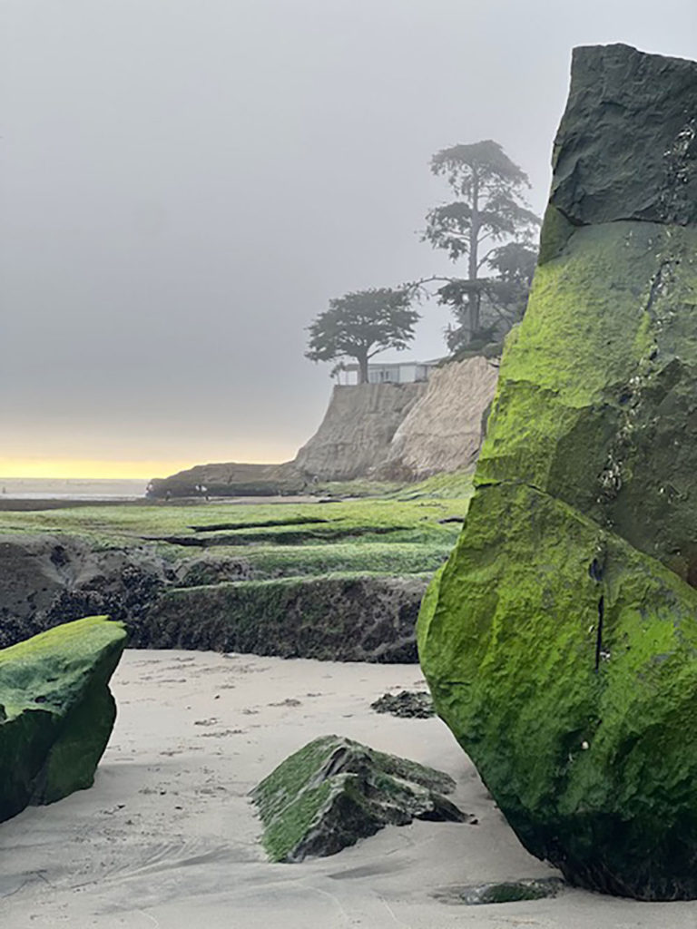 A foggy winter morning at East Cliff shows green moss-covered rock formations exposed at low tide, with cliffs and silhouetted cypress trees rising in the background.