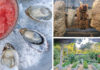 Away We Go Collage showing oysters on ice with granita, large cuts of beef dry-aging, and the garden at Home restaurant in Soquel.