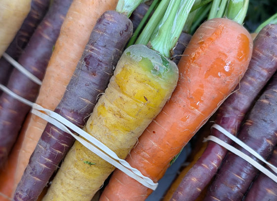 City Centered Bundles of multicolored carrots tied together at the Downtown Santa Cruz farmers market.