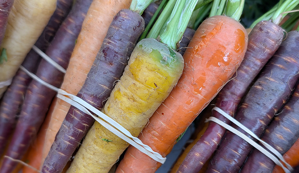 Bundles of multicolored carrots tied together at the Downtown Santa Cruz farmers market.