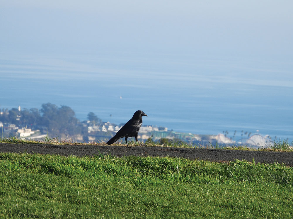 A black bird stands on a grassy hill overlooking the UCSC fields, with Santa Cruz and the Pacific Ocean visible in the distance.