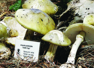Deadly Foraging Death cap mushrooms displayed at the Santa Cruz Fungus Fair