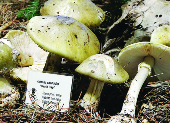 Deadly Foraging Death cap mushrooms displayed at the Santa Cruz Fungus Fair