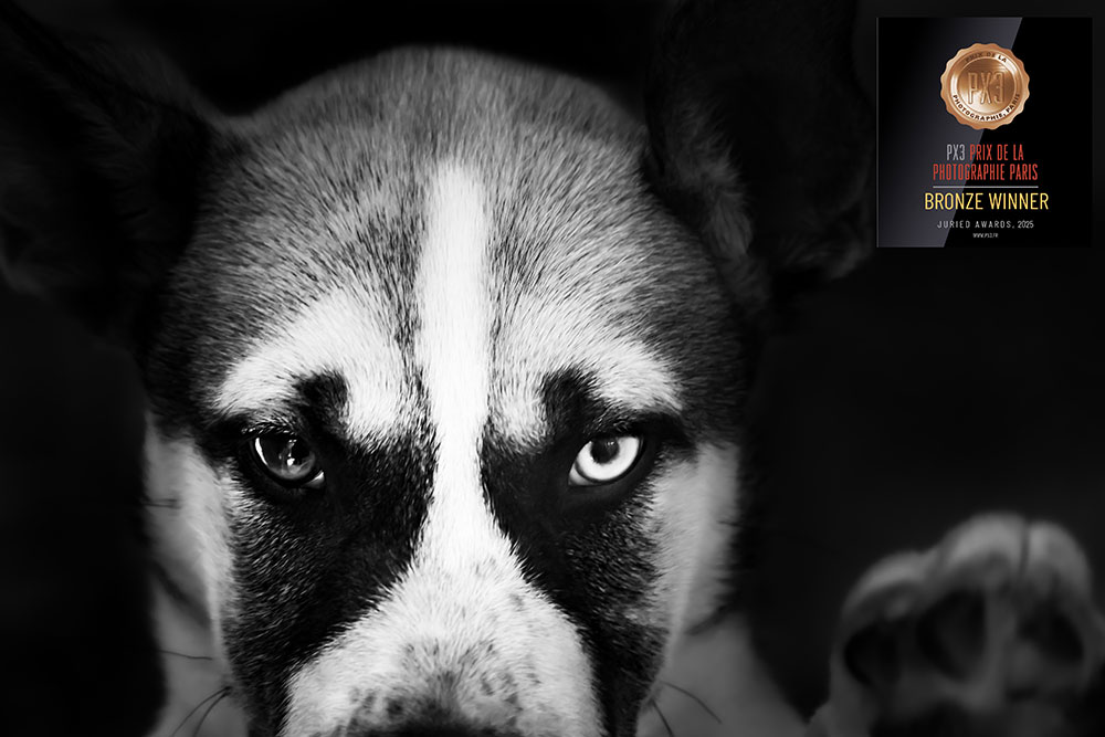 Black-and-white portrait of a dog named Tundra photographed at the Santa Cruz SPCA