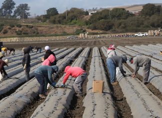 Advocates Warn of Immigration Scam Farmworkers planting strawberry starters in a Watsonville field