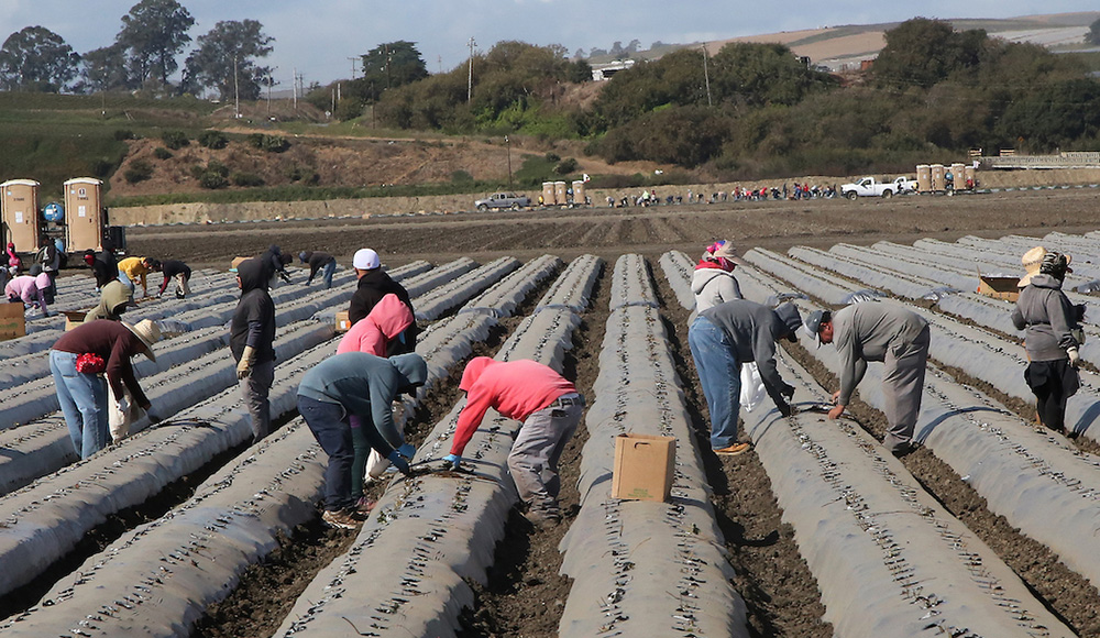 Farmworkers planting strawberry starters in a Watsonville field