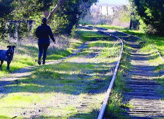 RTC Seeks $15 Million Person walking a dog beside railroad tracks along the Santa Cruz rail corridor