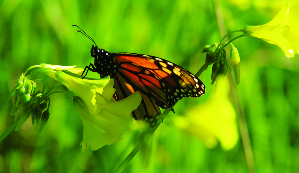 Monarch butterfly resting on yellow flowers at Lighthouse Point in Santa Cruz