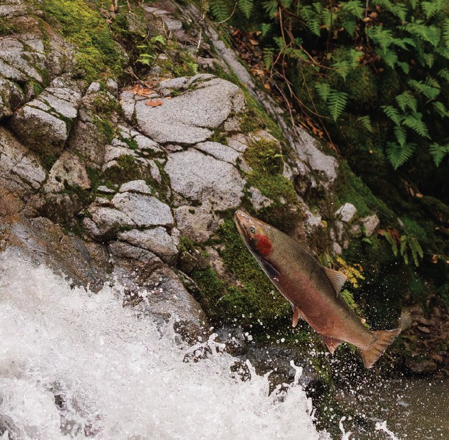 Steelhead trout leaping upstream in the West Branch of Soquel Creek in the Santa Cruz Mountains.