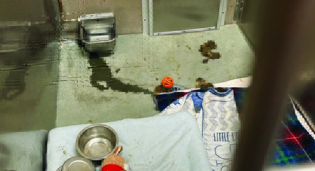 animal shelter kennel leaking water dish poor conditions santa cruz