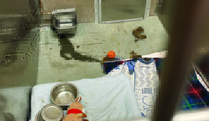 No Shelter animal shelter kennel leaking water dish poor conditions santa cruz