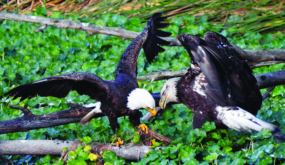 Two bald eagles stand among branches and greenery at Schwan Lake.
