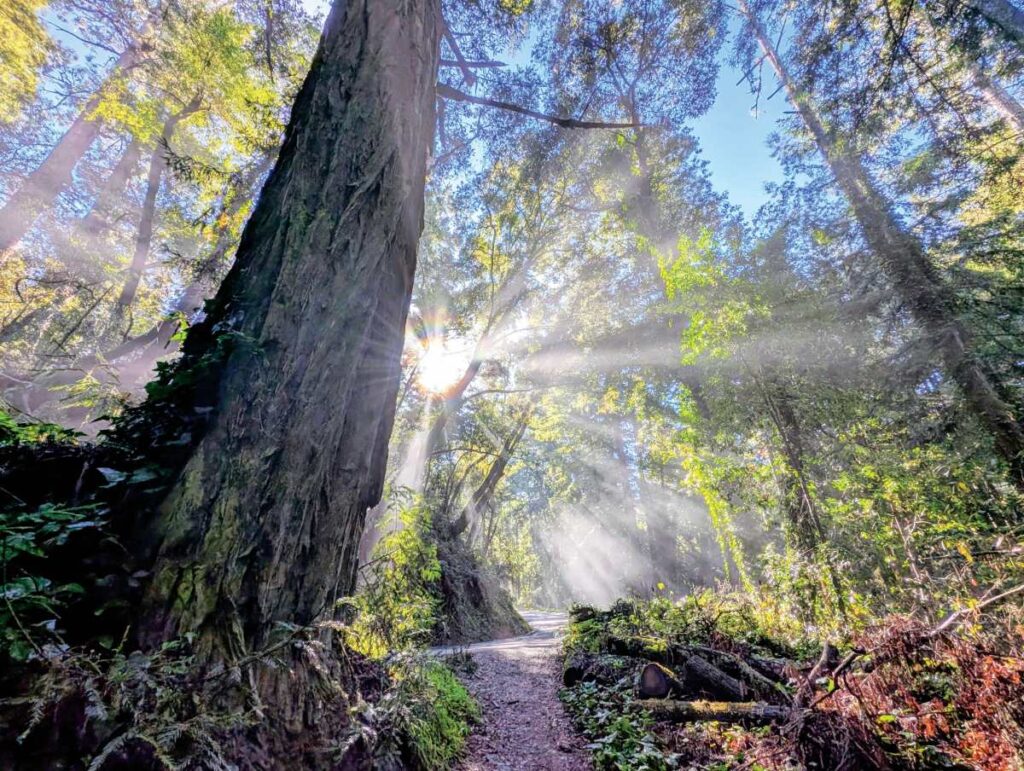 Sunlight bursts through redwood branches over a forest trail in Nisene Marks State Park.