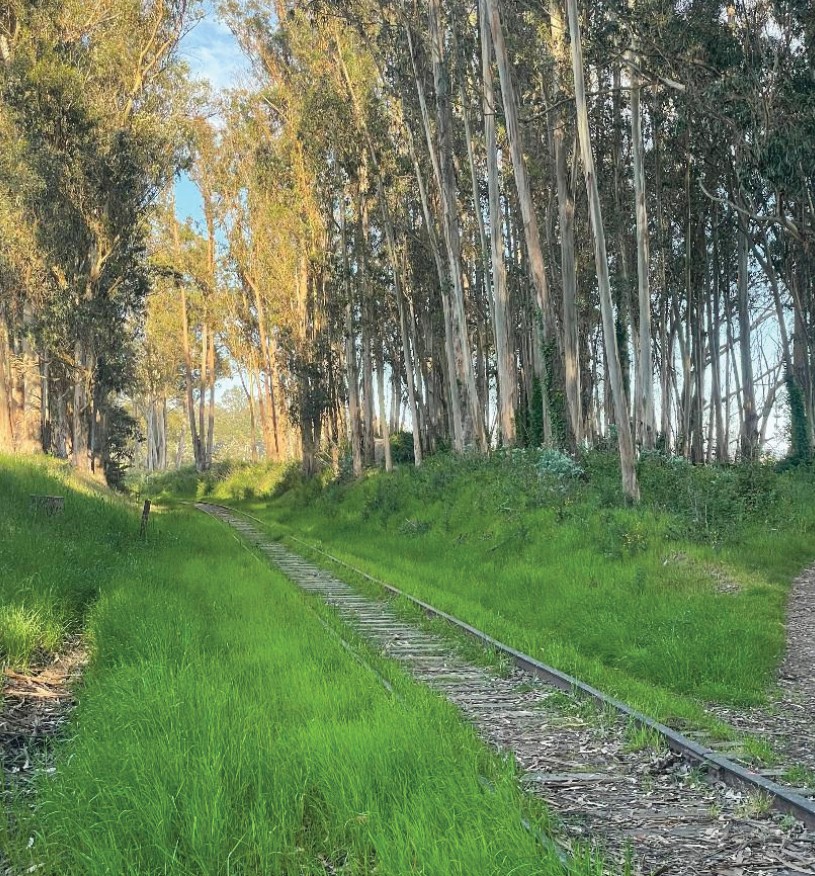 Railroad tracks running through green grass and eucalyptus trees near New Brighton Beach.
