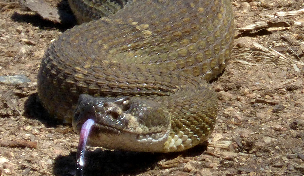 Large rattlesnake photographed at Colina Ranch near Aromas.