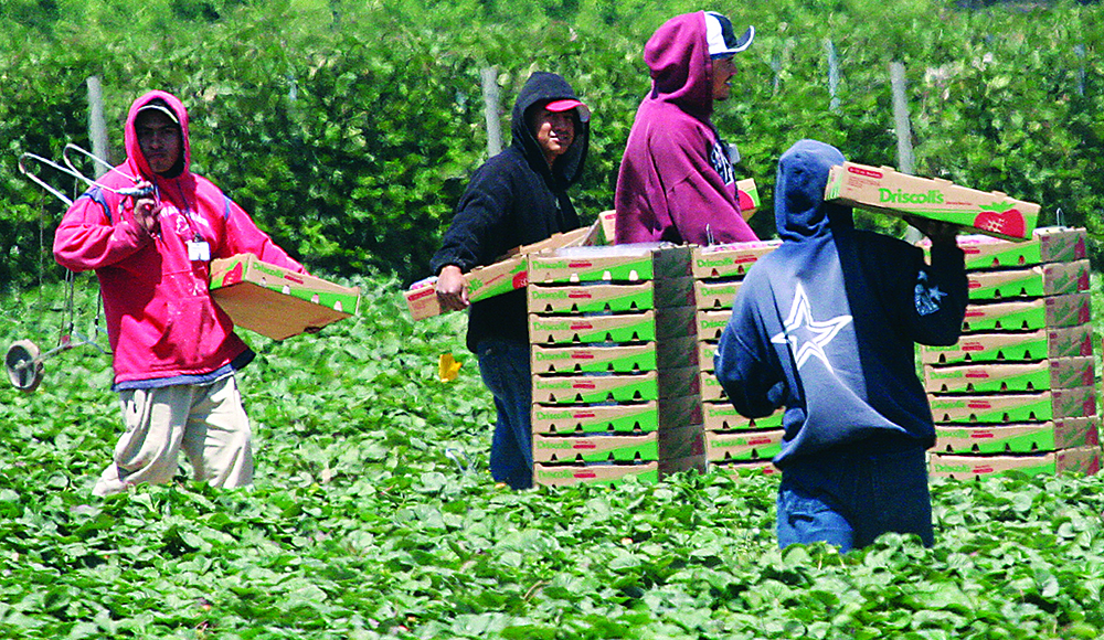 Farmworkers harvest Driscoll’s strawberries in a Watsonville field