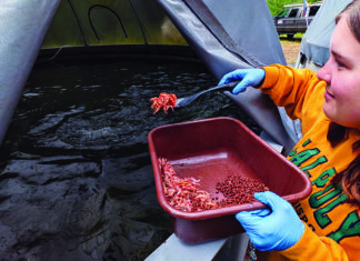 Not Dead Yet Ava Sabella feeds krill to juvenile coho salmon at Swanton Pacific Ranch