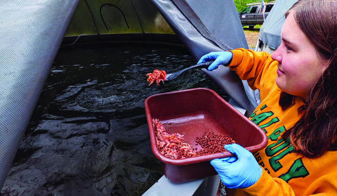 Not Dead Yet Ava Sabella feeds krill to juvenile coho salmon at Swanton Pacific Ranch