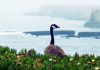 Ouch: Summer Blues Canada goose stands among coastal plants overlooking the foggy Santa Cruz shoreline
