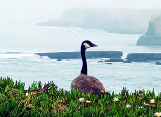 Ouch: Summer Blues Canada goose stands among coastal plants overlooking the foggy Santa Cruz shoreline