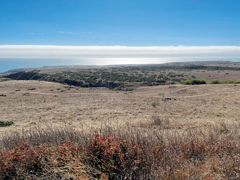 Best of Santa Cruz County 2026: Editors’ Picks