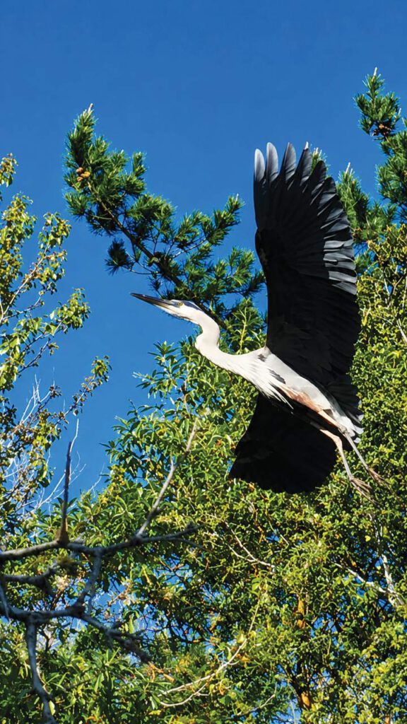 Great blue heron flying at the UCSC Arboretum in Santa Cruz