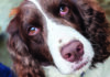 Fusion Fantasy Close-up of a brown-and-white dog looking into the camera.