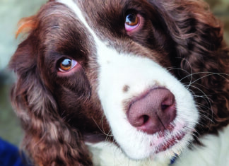 Fusion Fantasy Close-up of a brown-and-white dog looking into the camera.