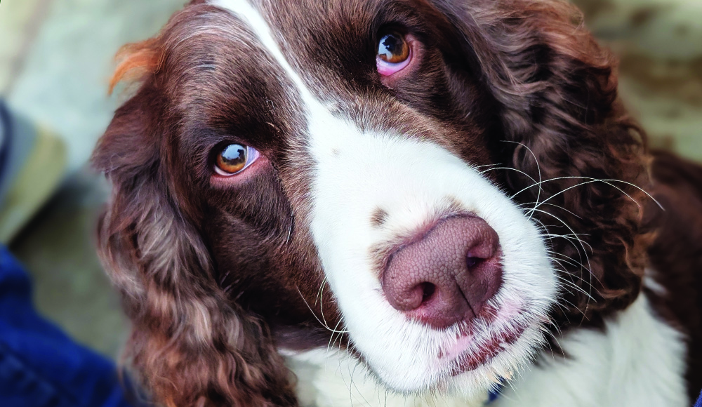 Close-up of a brown-and-white dog looking into the camera.