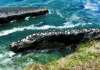 The Editor’s Desk A large colony of seabirds gathers on a rocky outcrop off the Santa Cruz coast.