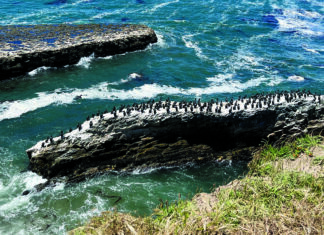The Editor’s Desk A large colony of seabirds gathers on a rocky outcrop off the Santa Cruz coast.