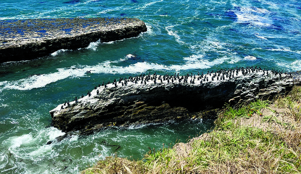 A large colony of seabirds gathers on a rocky outcrop off the Santa Cruz coast.