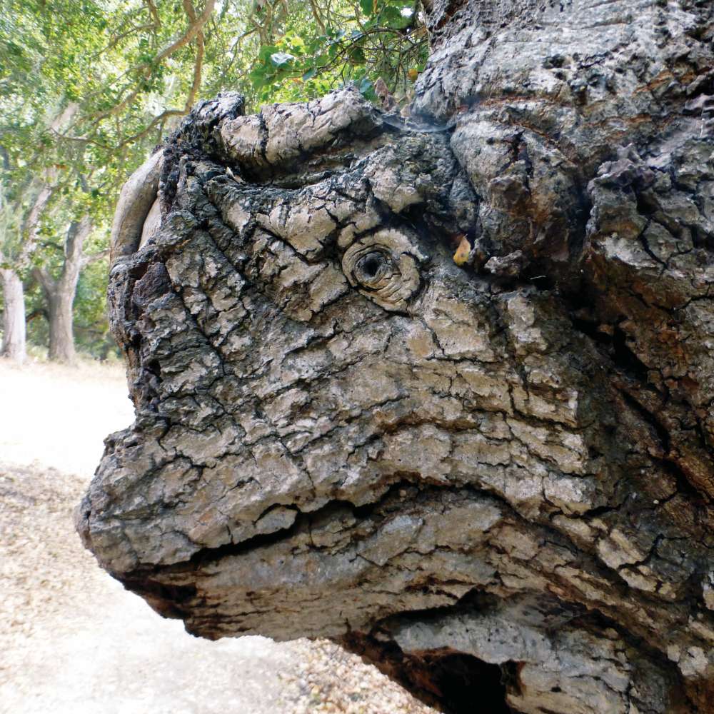 Oak tree trunk resembling a dinosaur at Palo Corona Regional Park