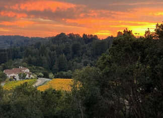 Bucolic Haven Rosscienda vineyard in Aptos at sunset, with golden vines, wooded hills and a glowing orange sky.
