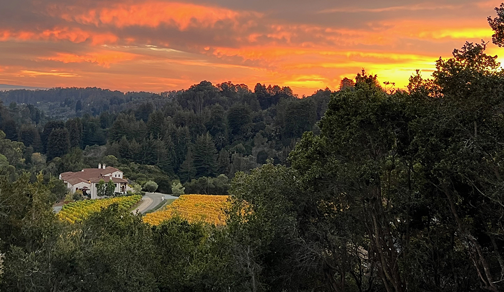 Rosscienda vineyard in Aptos at sunset, with golden vines, wooded hills and a glowing orange sky.