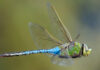 Dragonfly Year Colorful dragonfly perched outdoors in Santa Cruz County.