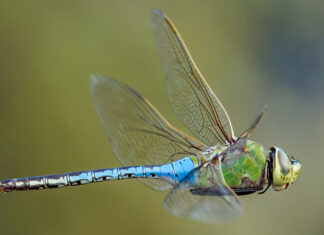 Dragonfly Year Colorful dragonfly perched outdoors in Santa Cruz County.