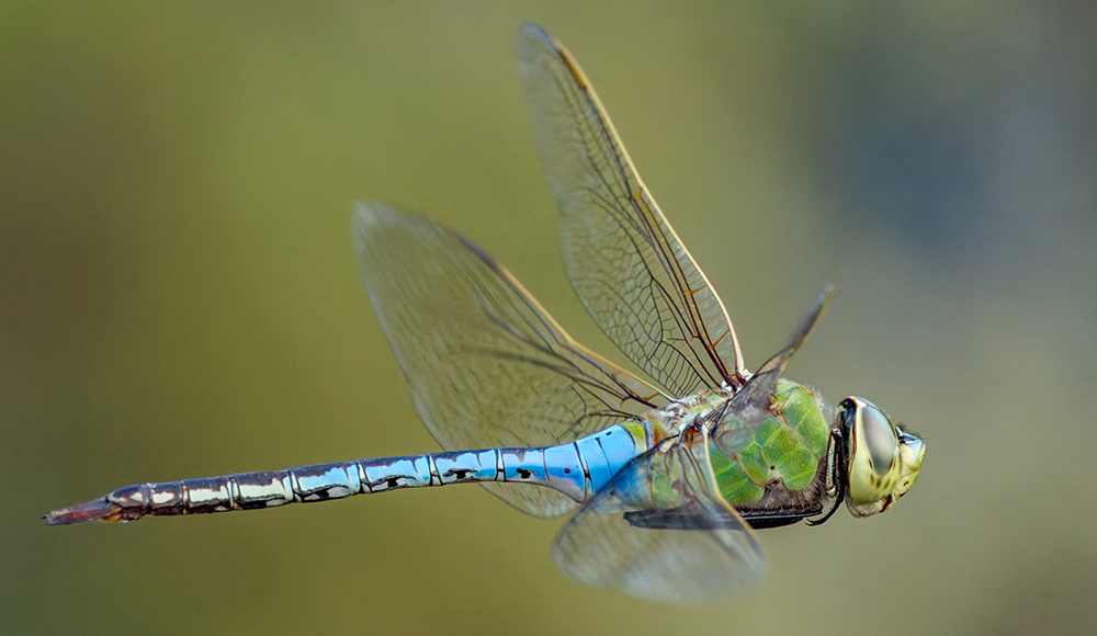 Colorful dragonfly perched outdoors in Santa Cruz County.