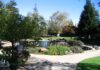 New Duck Island Festival Starts Saturday Ducks swim in the former pond at San Lorenzo Park in Santa Cruz, with a planted island and walking paths in the foreground.