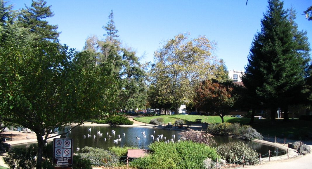 Ducks swim in the former pond at San Lorenzo Park in Santa Cruz, with a planted island and walking paths in the foreground.